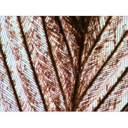 Levenhuk Stereomikroskop D740T med 5.1MP Kamera