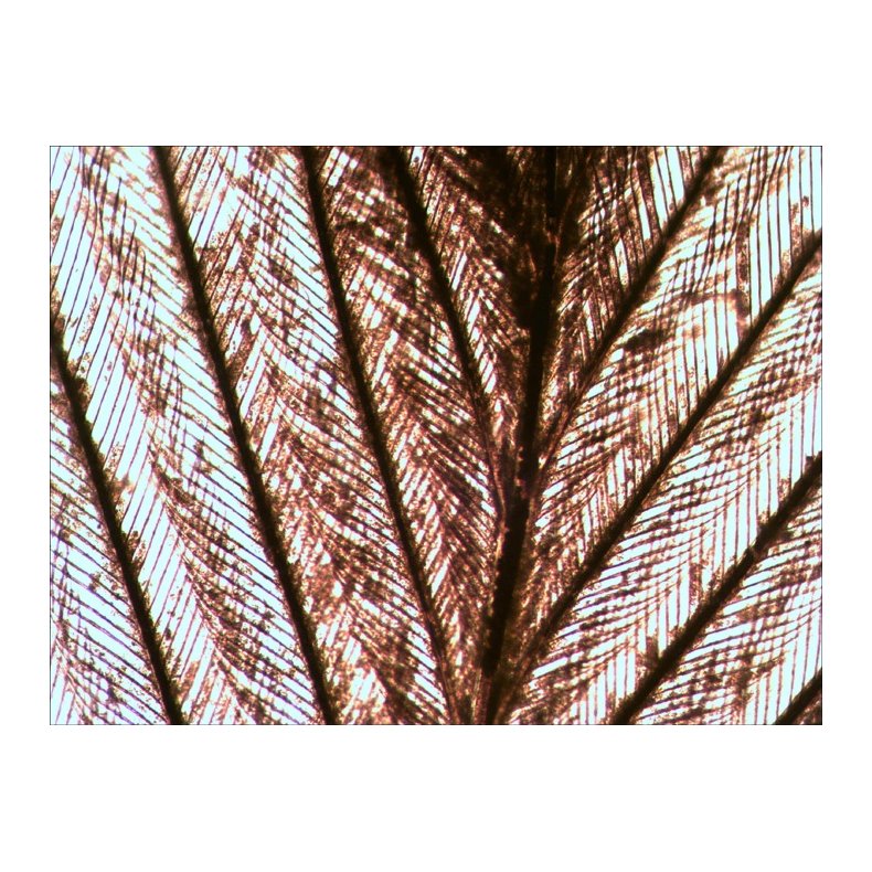 Levenhuk Stereomikroskop D740T med 5.1MP Kamera