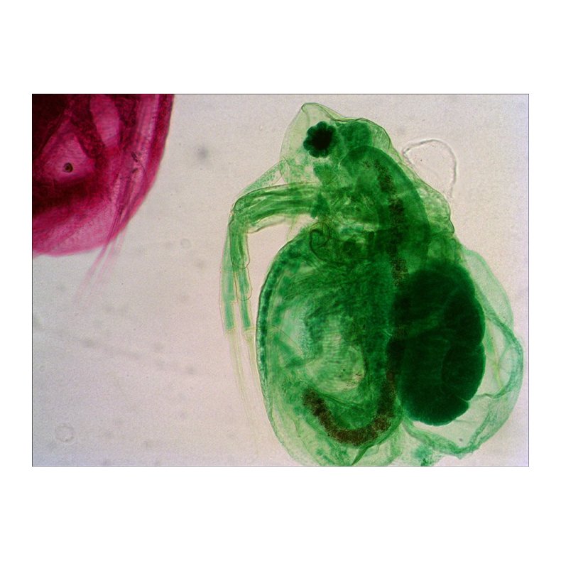 Levenhuk Stereomikroskop D740T med 5.1MP Kamera