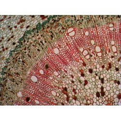 Levenhuk Stereomikroskop D740T med 5.1MP Kamera