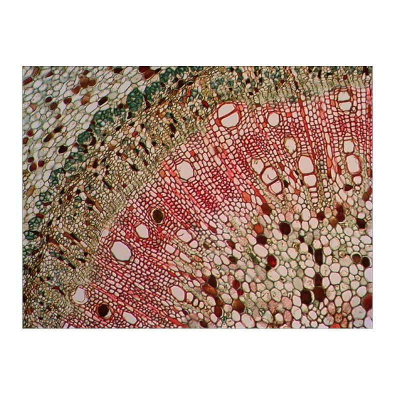 Levenhuk Stereomikroskop D740T med 5.1MP Kamera