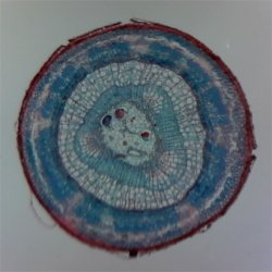 Carson zPix 300 USB Digitalt Mikroskop