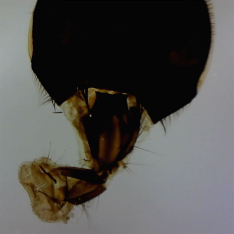 Carson zPix 300 USB Digitalt Mikroskop