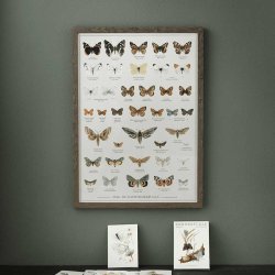 Sommerfugle plakat A2