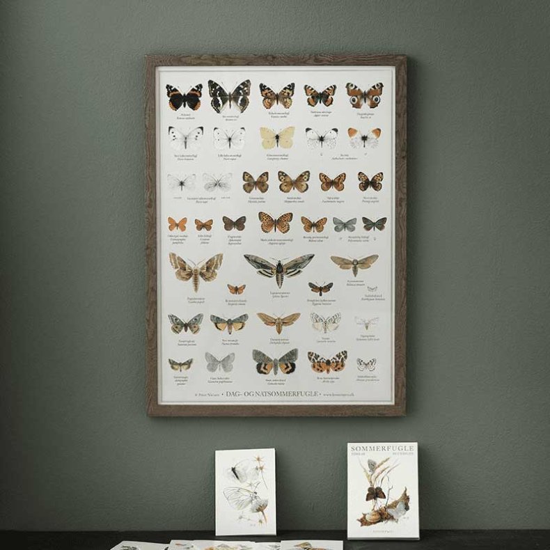 Sommerfugle plakat A2