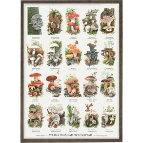 tliga Svampar Poster A2