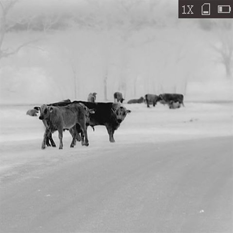 AGM Termisk Kikkert Fuzion TM35-640