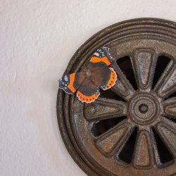 Wildlife Garden Magnet Sommerfugl Admiralen 