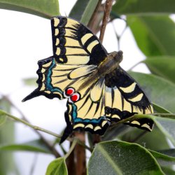 Wildlife Garden Magnet Makaonfjril