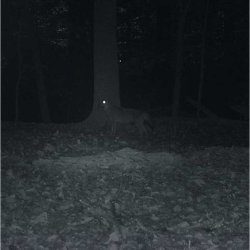 Carson Digitale Natkikkert 