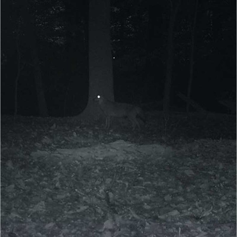 Carson Digitale Natkikkert 