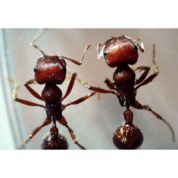 Celestron MicroDirect HDMI Digitalt Mikroskopp