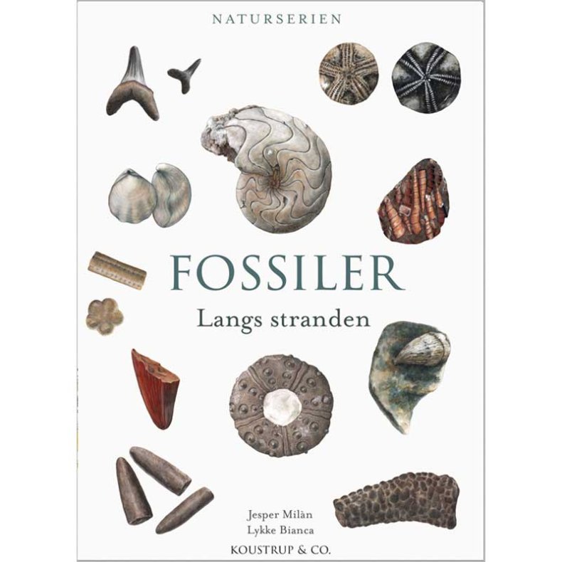 Koustrup &amp; Co Fossiler langs stranden