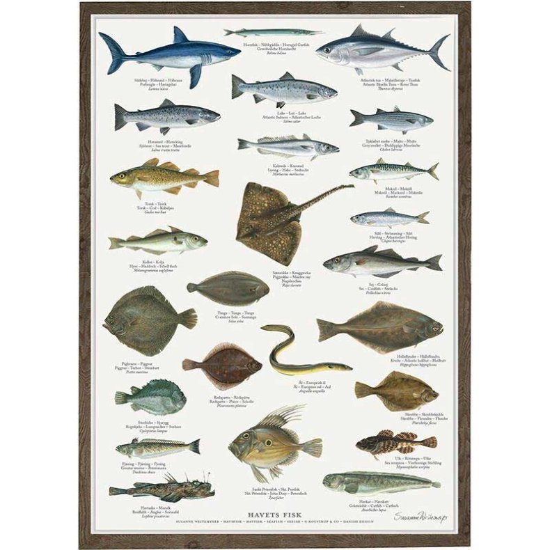 Havets Fisk affisch A2