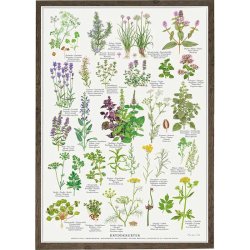 Krydderurter plakat A2