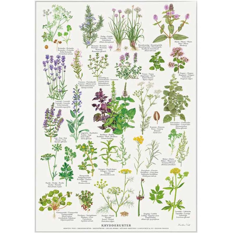Krydderurter plakat A2