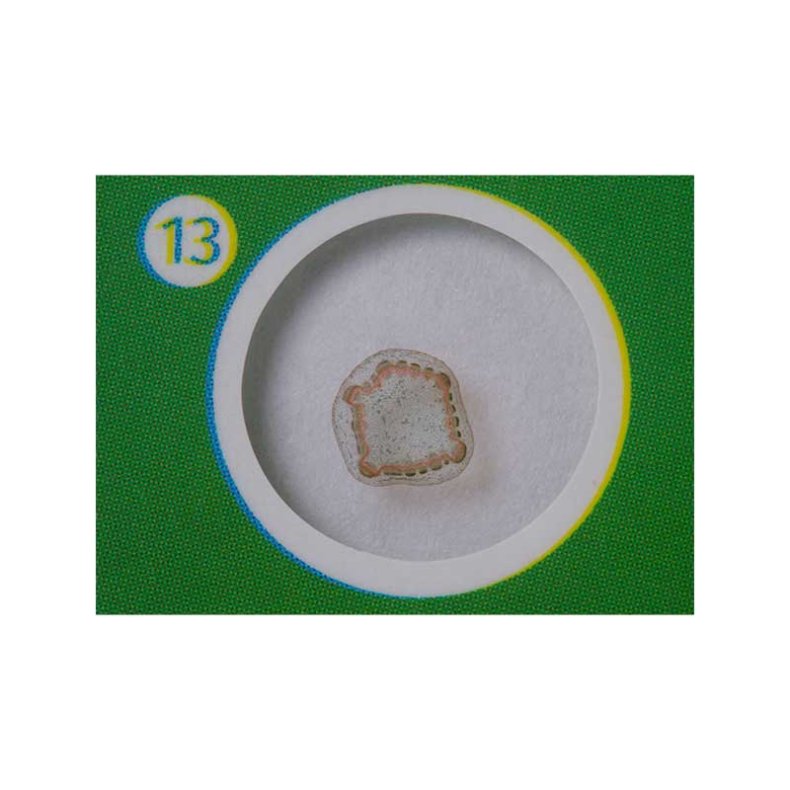 Mikroskoppreparat Biologi