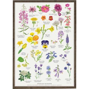 tbara blommor poster A2