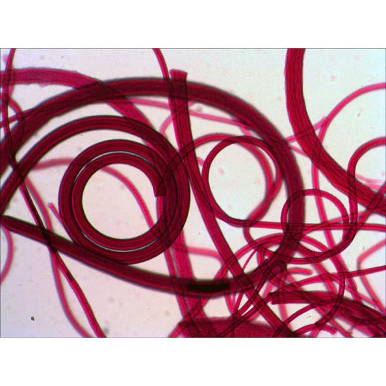 Levenhuk Laboratorie Mikroskop, 40-1000x