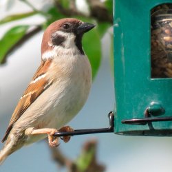 Wildlife Garden Kombimatare Grn